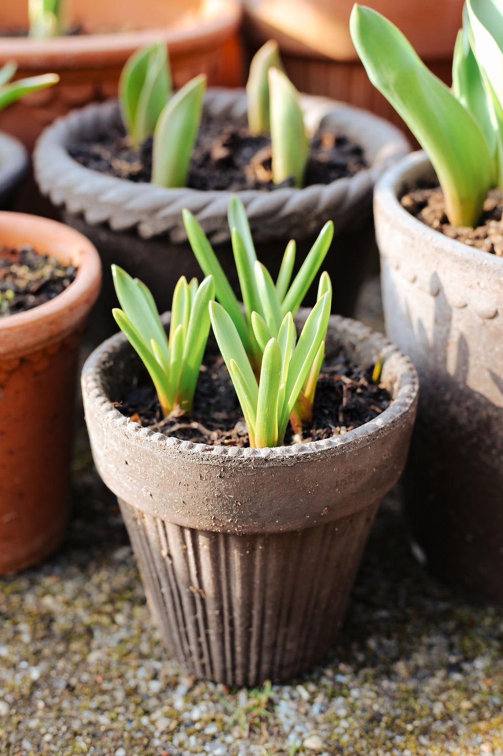 files/BERGS-POTTER_narcissus_RAW_SIMONA_HELENA_EMILIA_MIXED_RARO_NOGRIMG_8805_JK.jpg